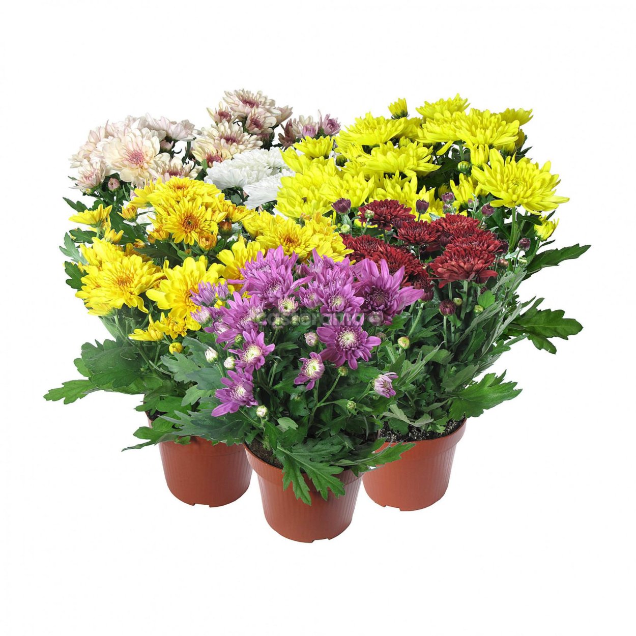 Хризантема микс d12