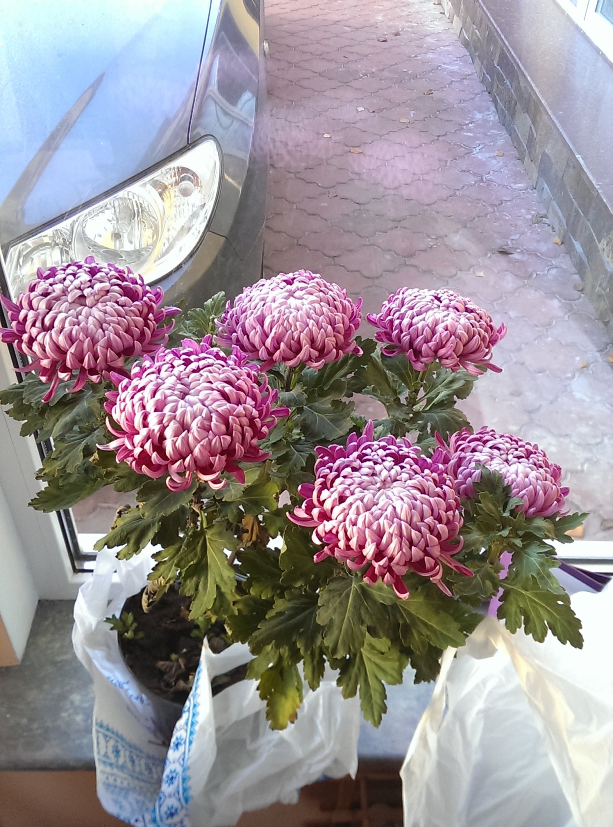 Хризантема комнатная крупноцветковая