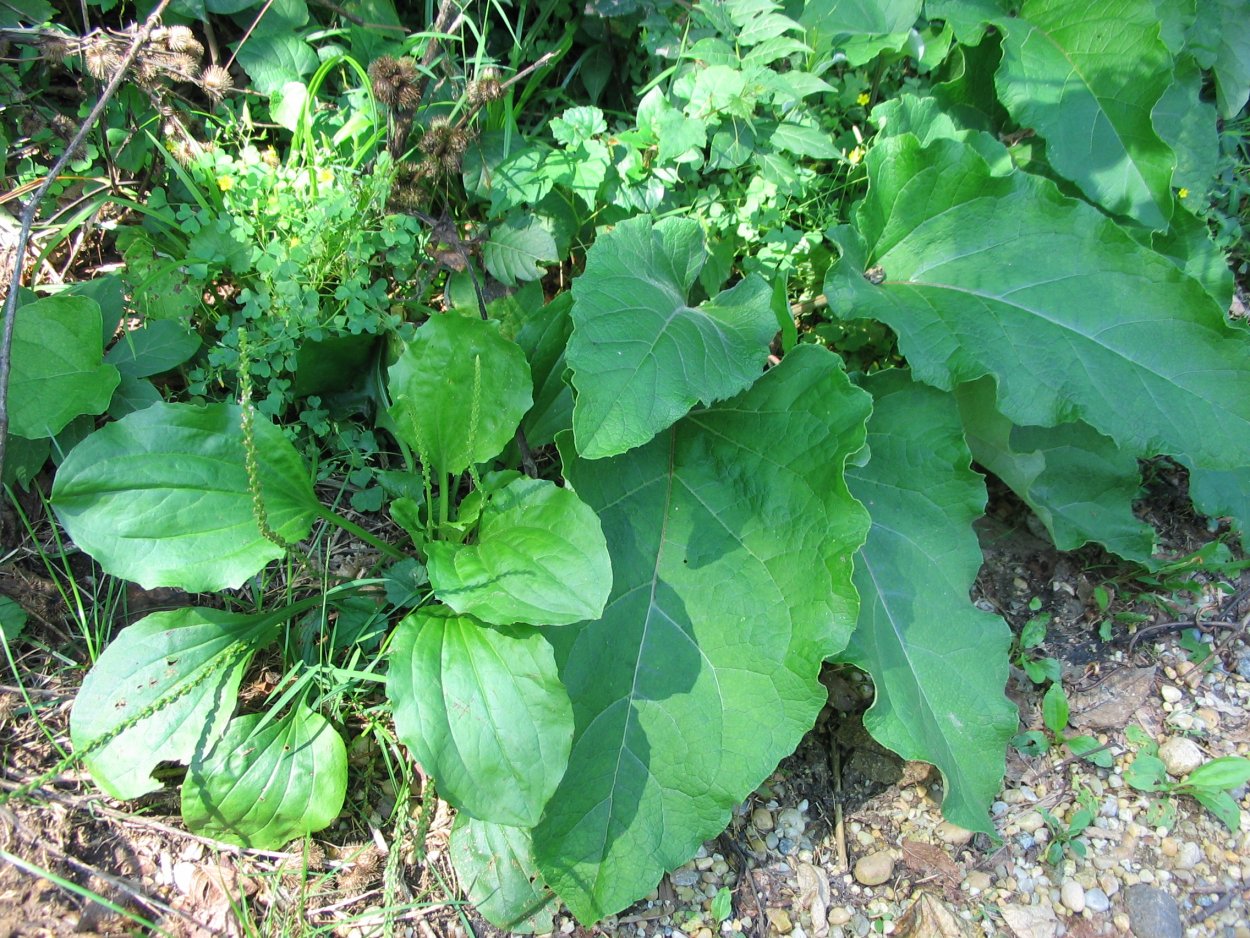 Водяной лопух