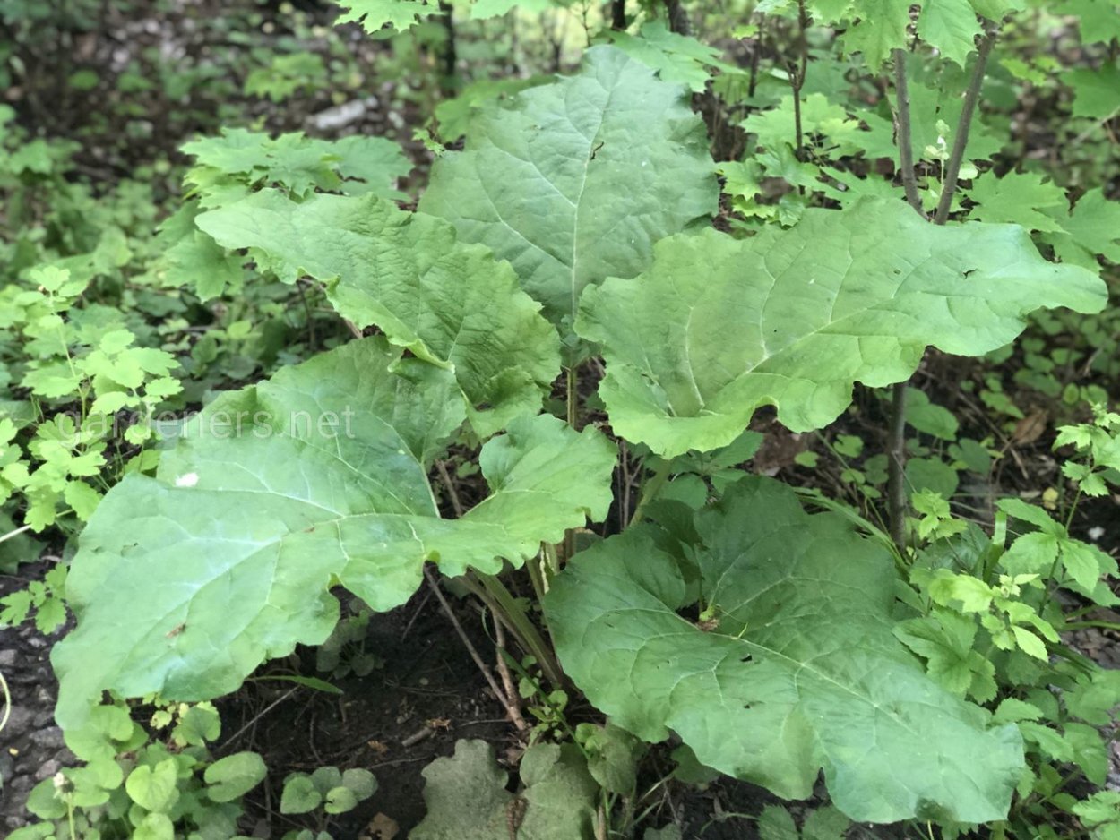 Лопух Сибирский