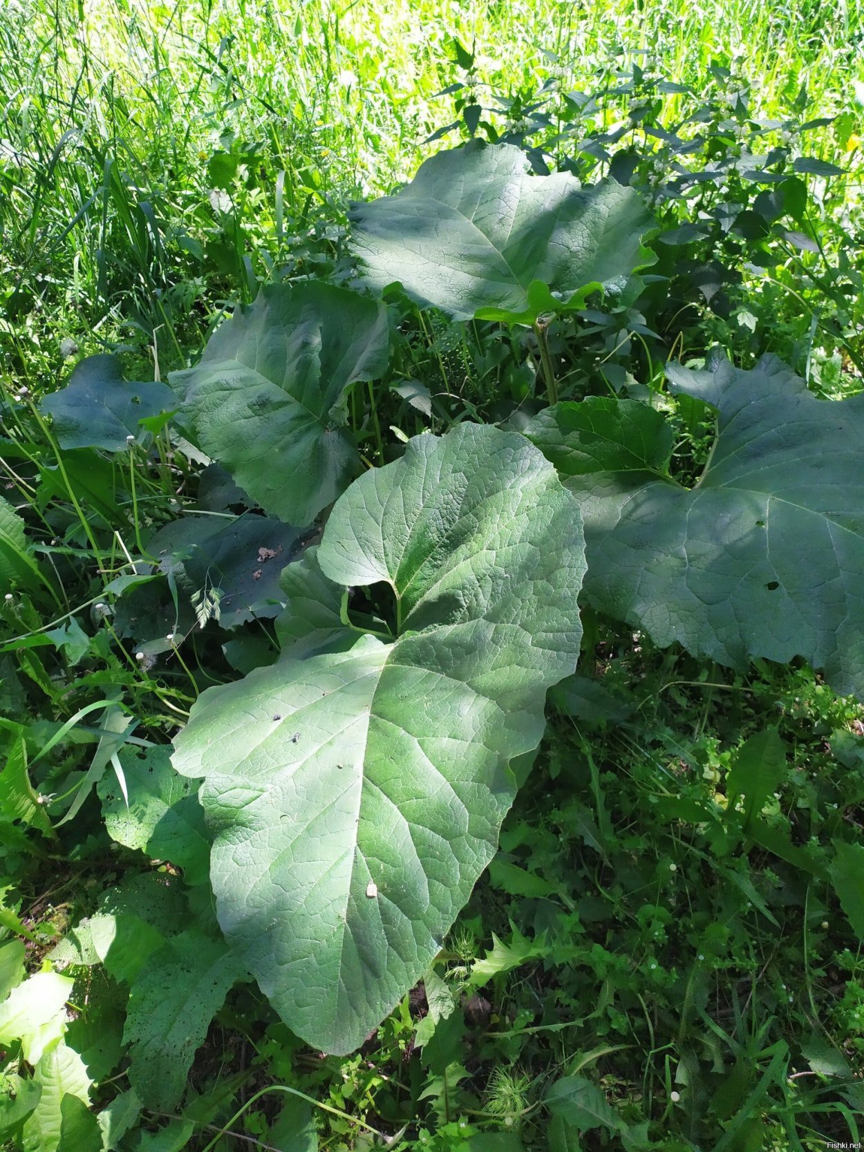 Репейник обыкновенный