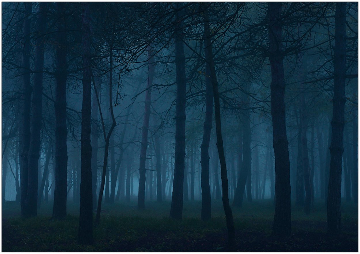 Фон тёмного леса
