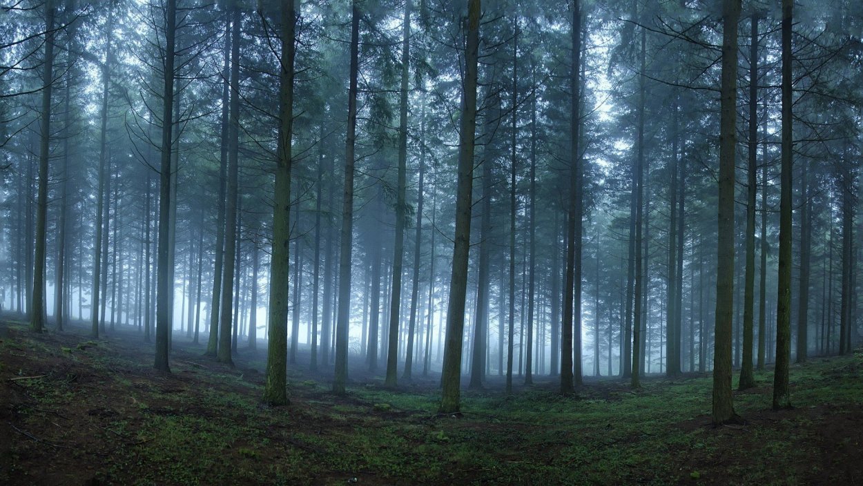 Лес в тумане