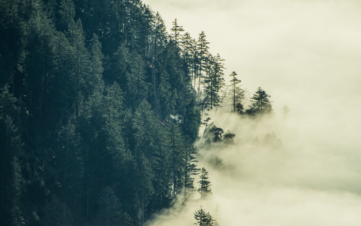 Хвойный лес в тумане