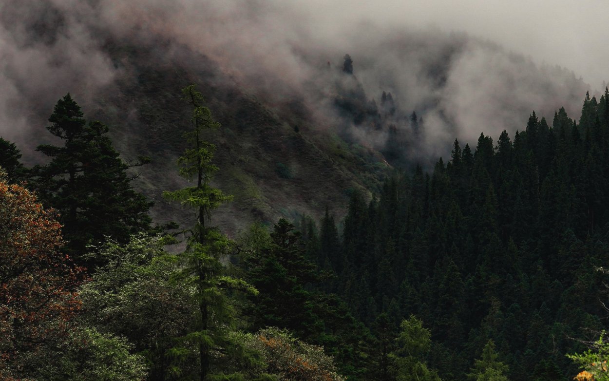 Лес в тумане