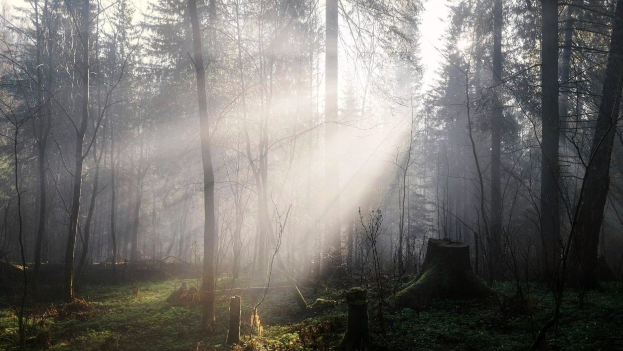 Беловежская пуща туманный лес