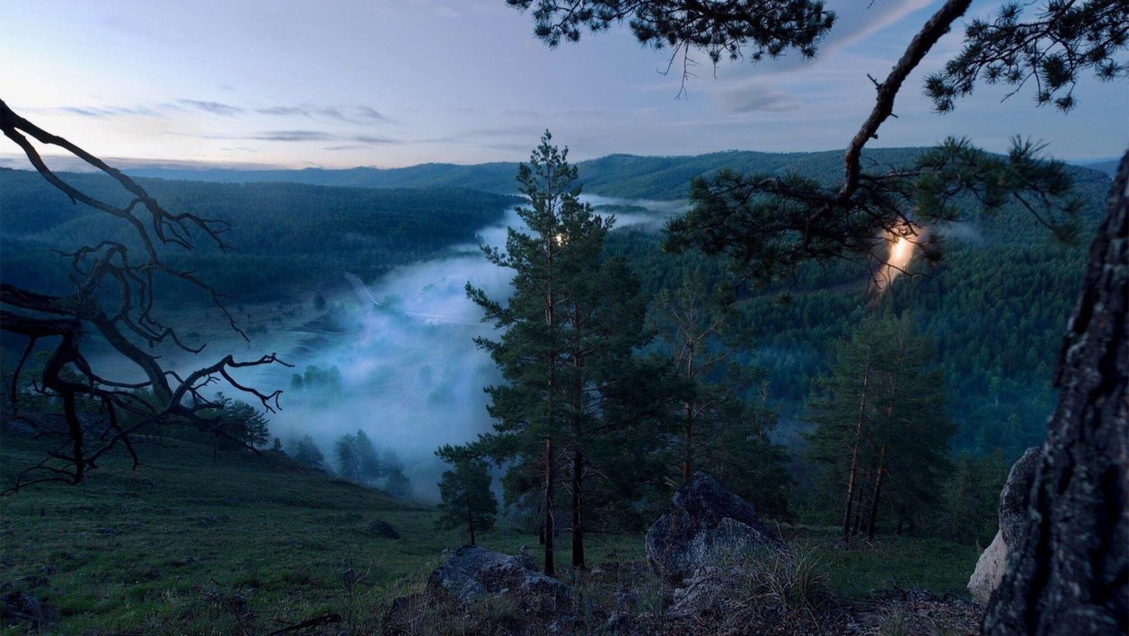 Лес Сумерки