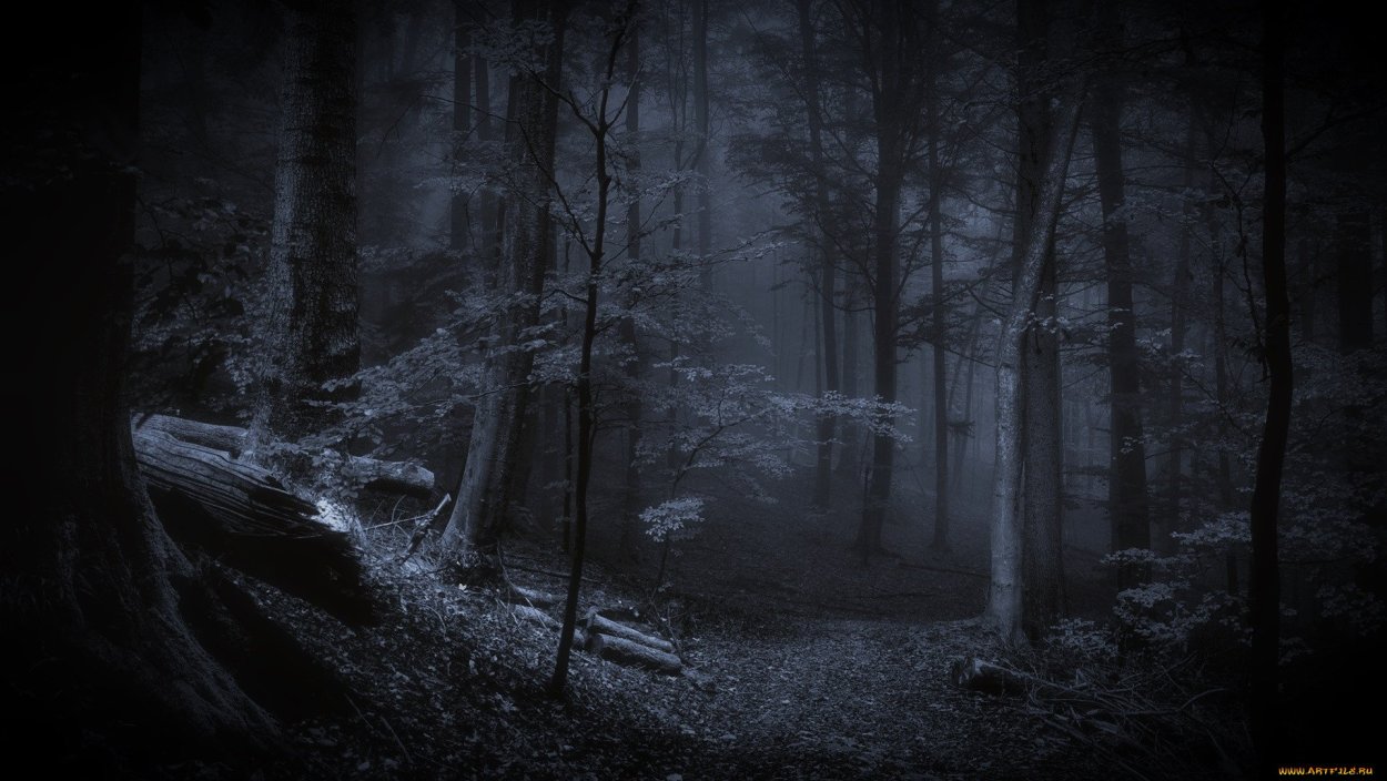 «Ночь в лесу»