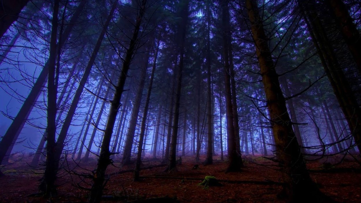 «Ночь в лесу»