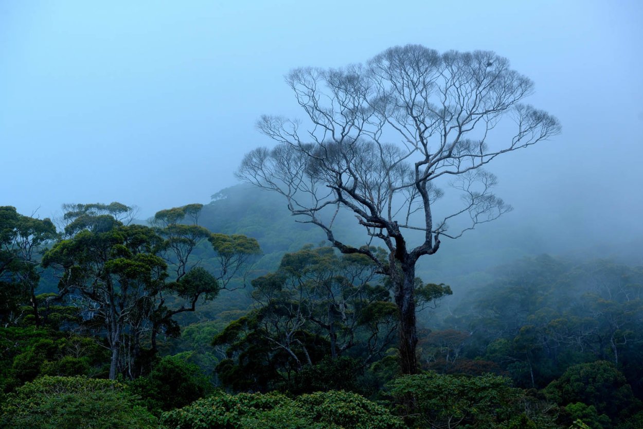 Дождевой лес синхараджа