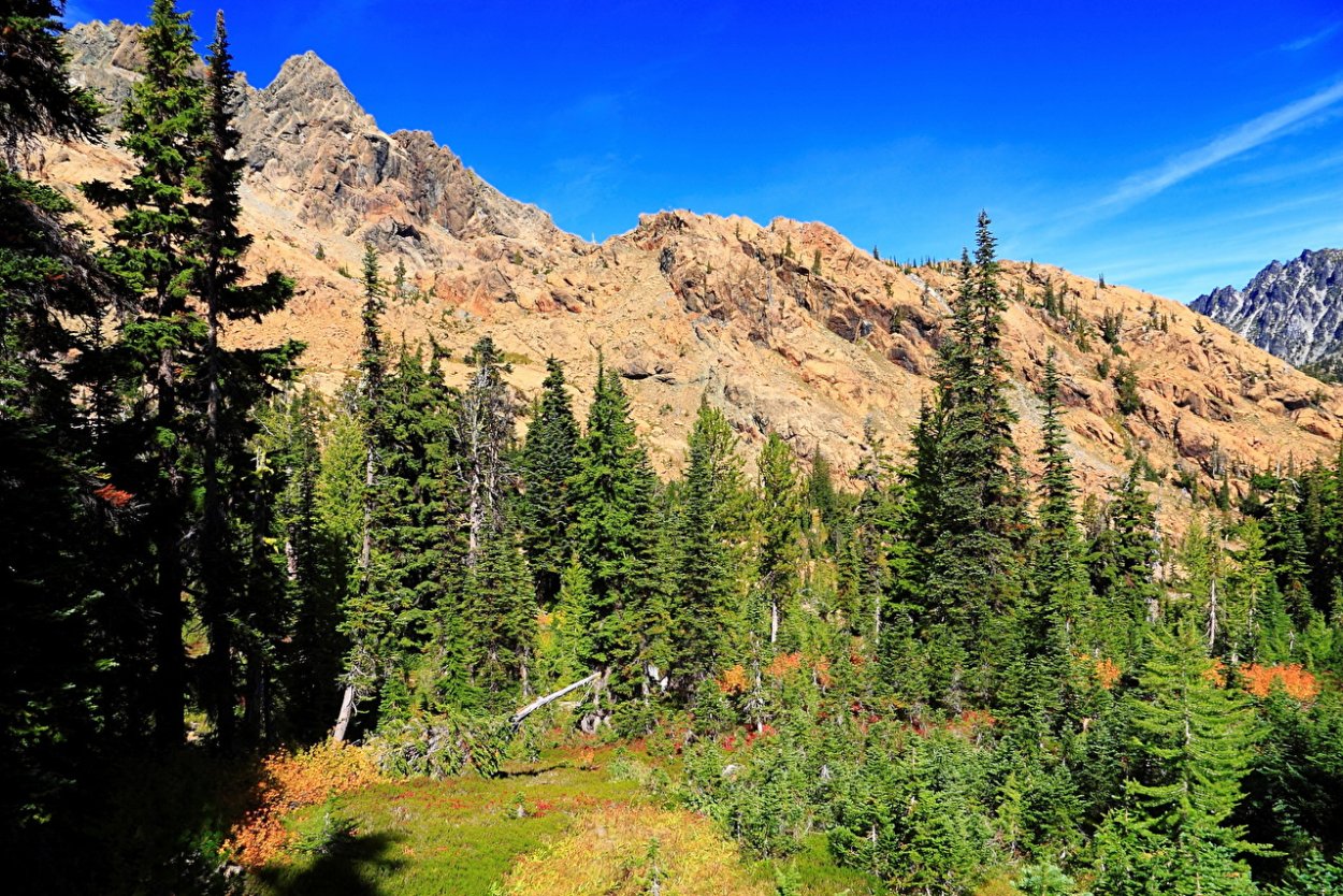 Североамериканские леса