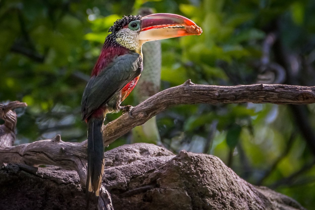 Животные сельвы Южной Америки