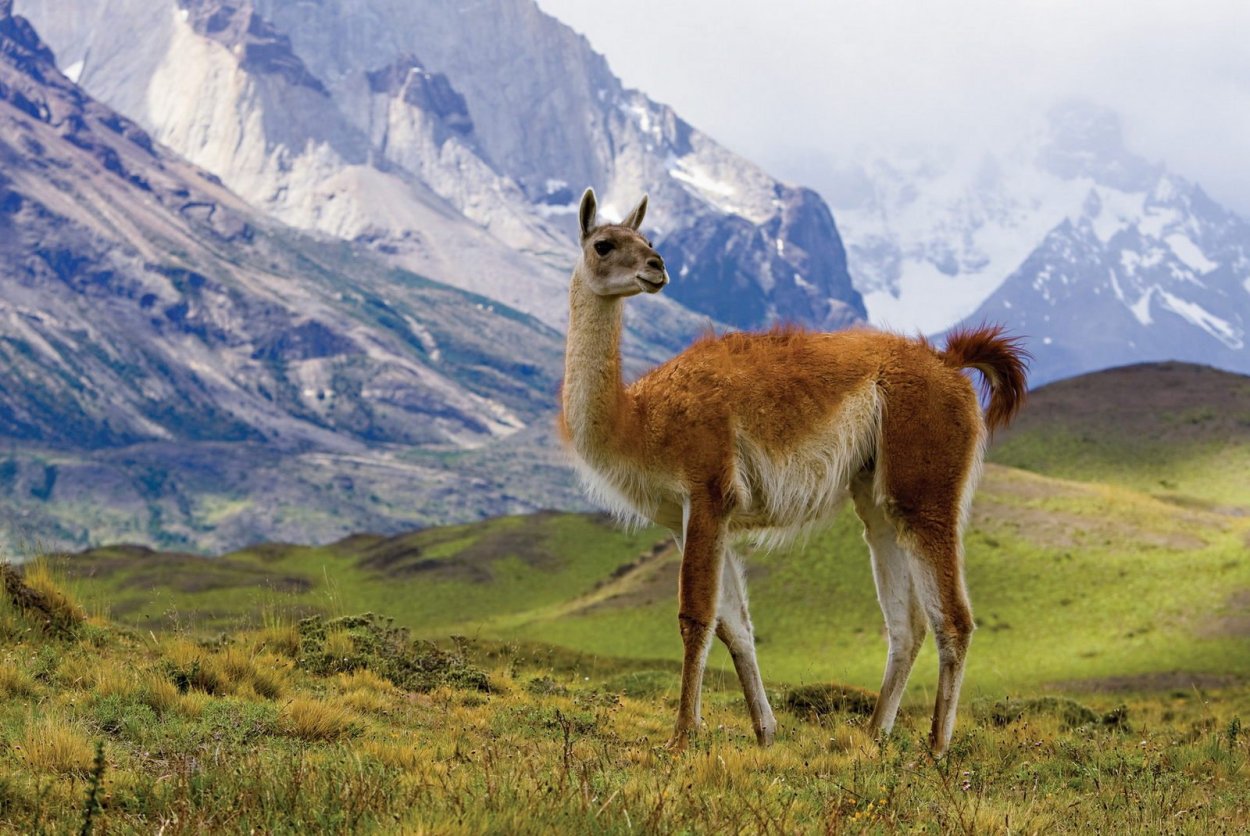 Гуанако в Андах