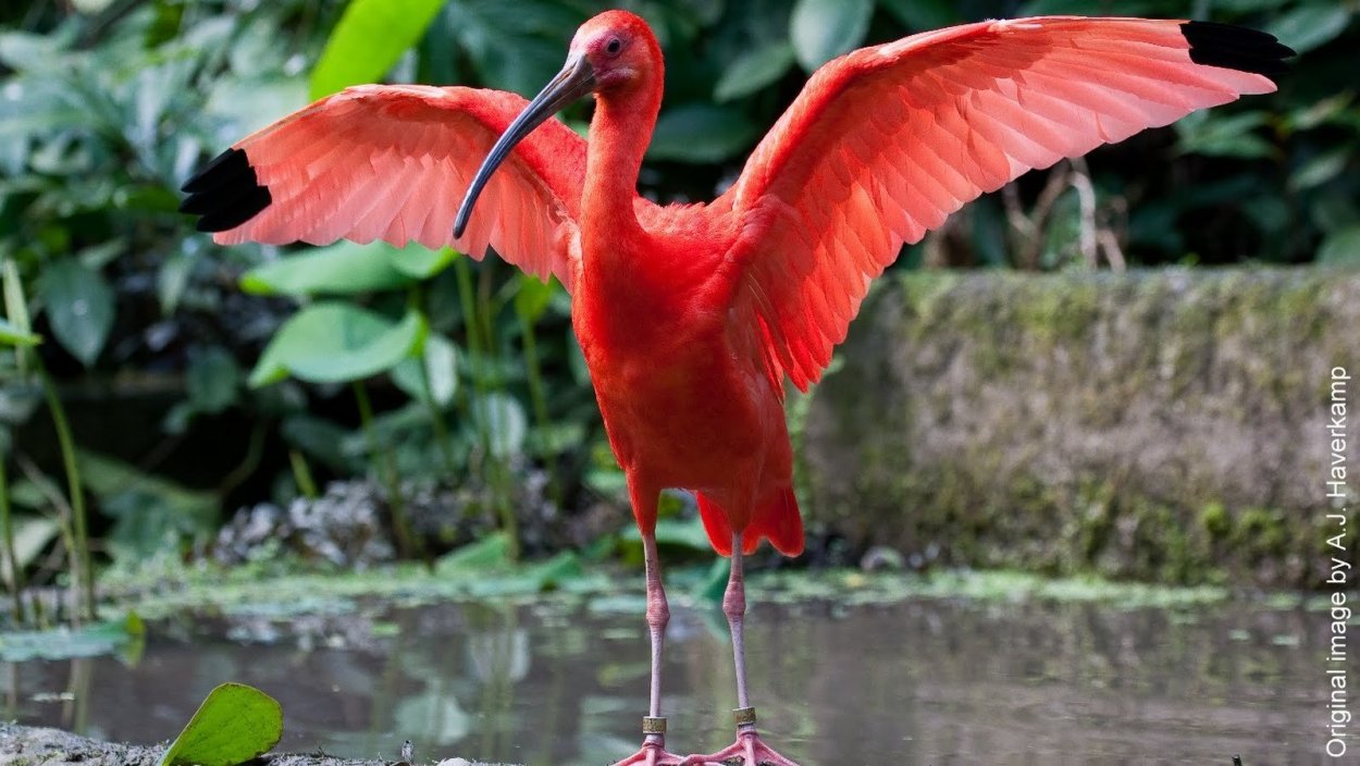 Животный мир Перу