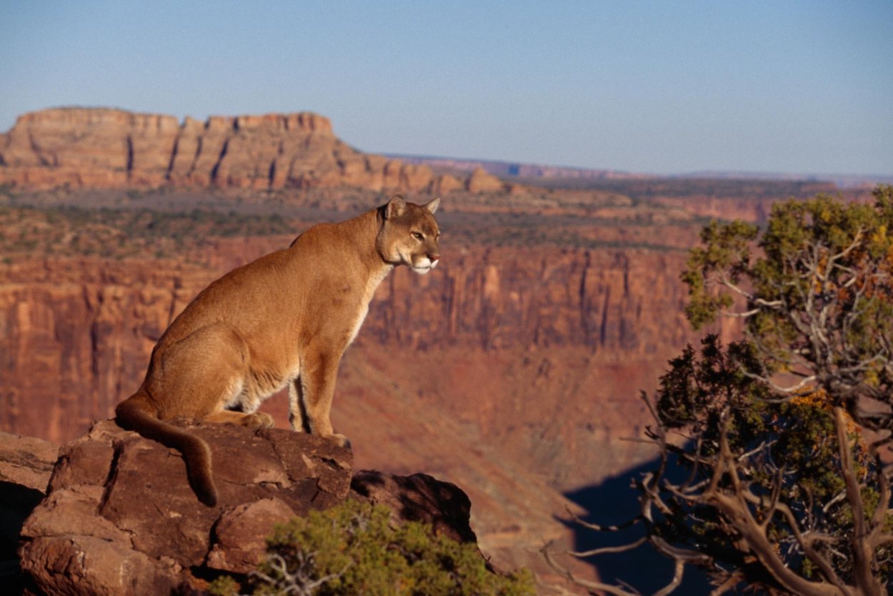 Национальный парк Гранд-каньон фауна