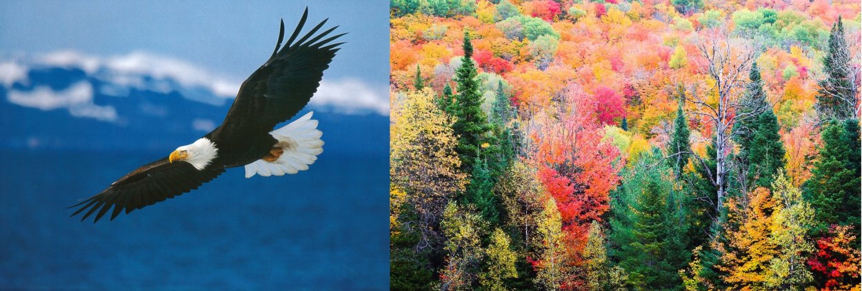 Фауна и Флора города Радужный