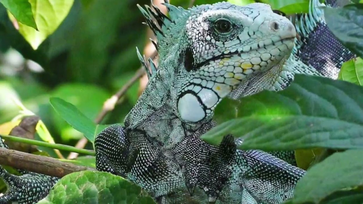 Тропические леса амазонки фауна