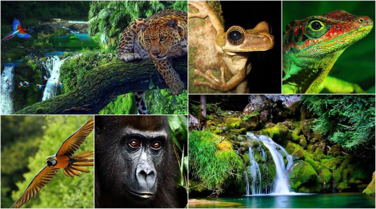 Фауна экваториальные и тропические леса