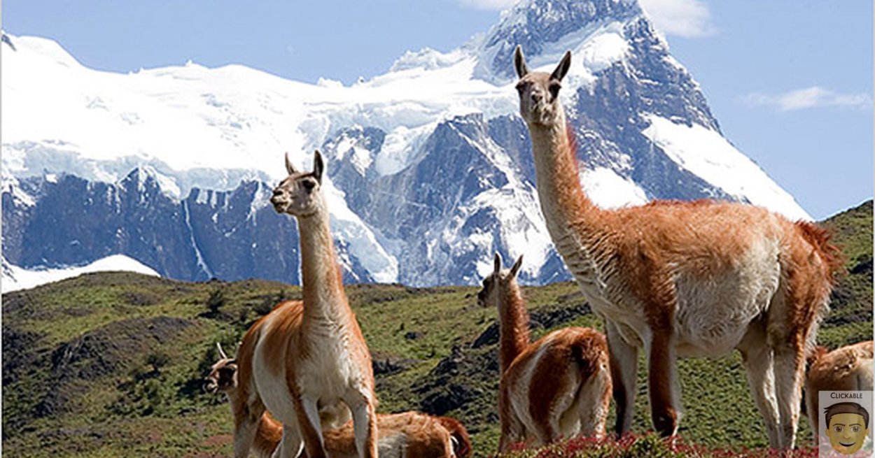 Латинская Америка - ламы гуанако