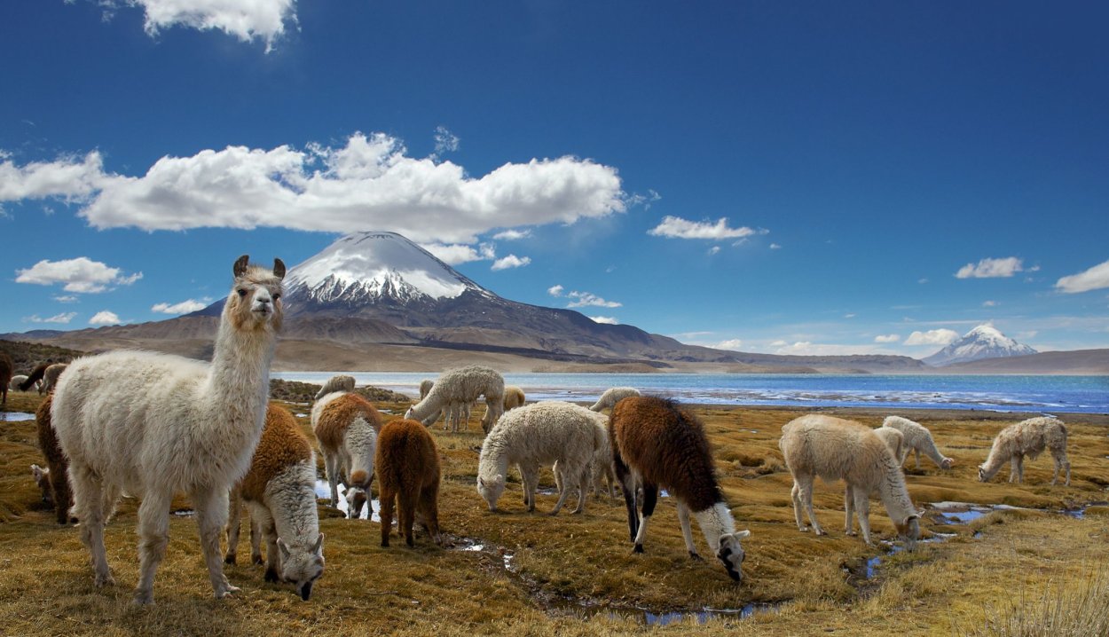 Парк Лаука в Чили животные