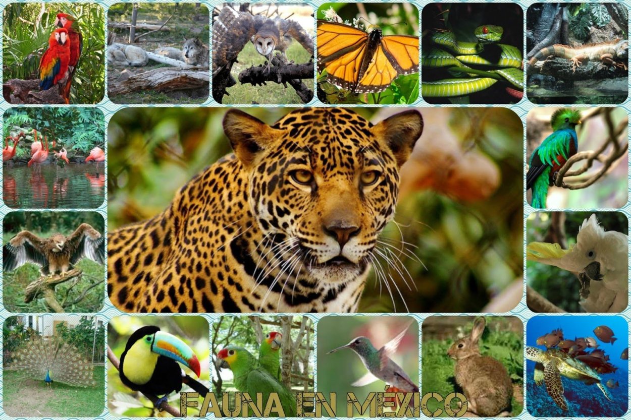 Растительный и животный мир