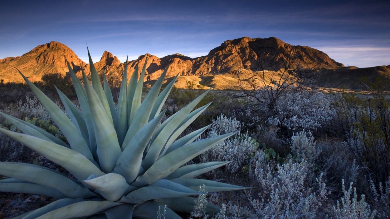 Растения Северной Америки Агава