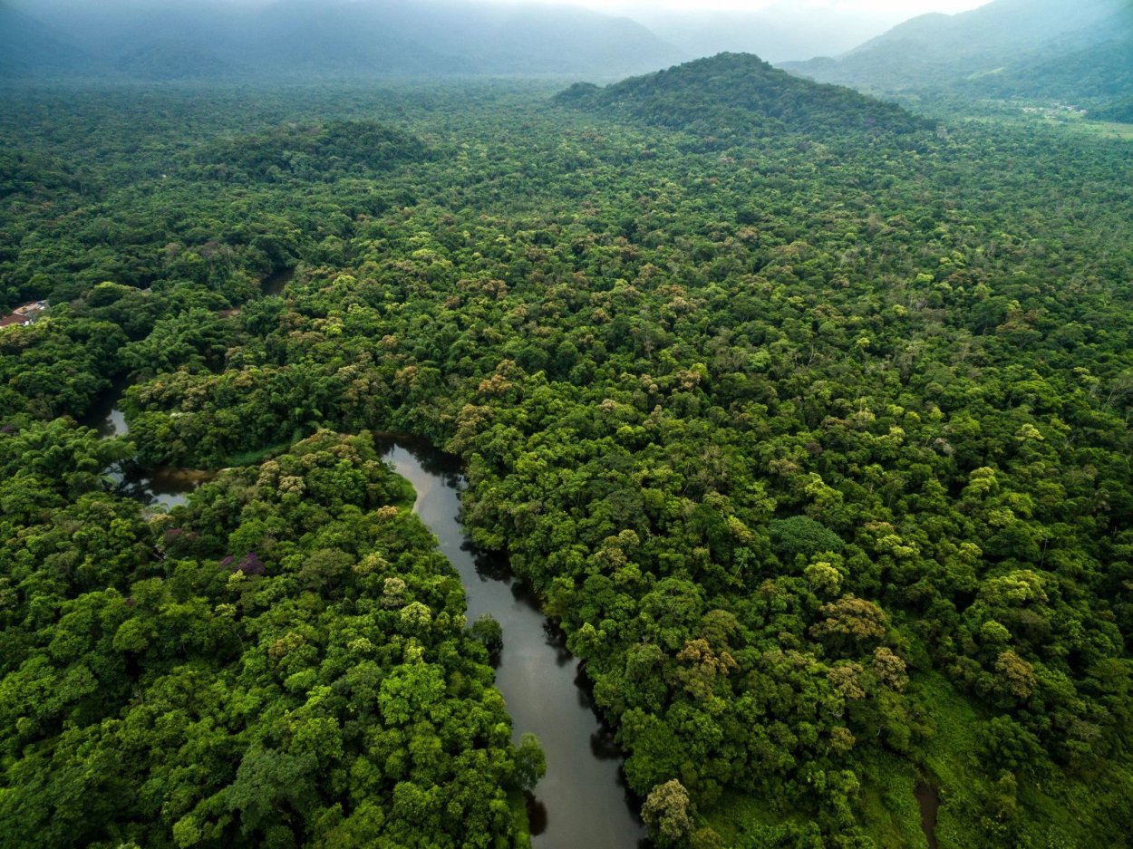 Леса амазонии