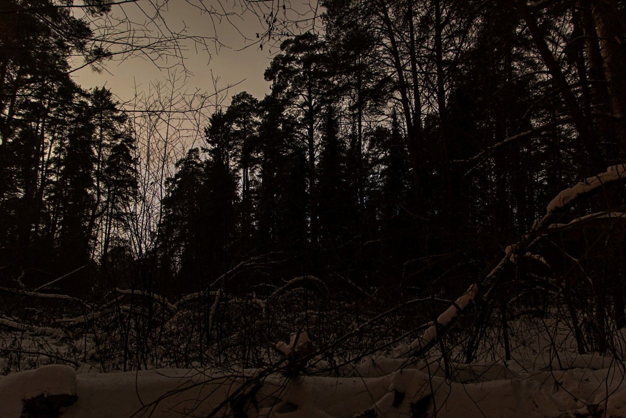 Темный зимний лес