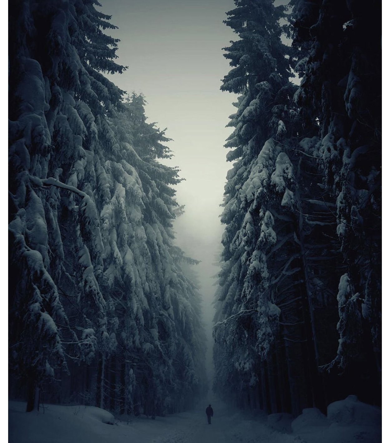 Мрачный зимний лес