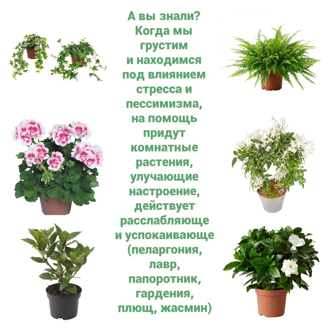 Полезные цветы в огороде