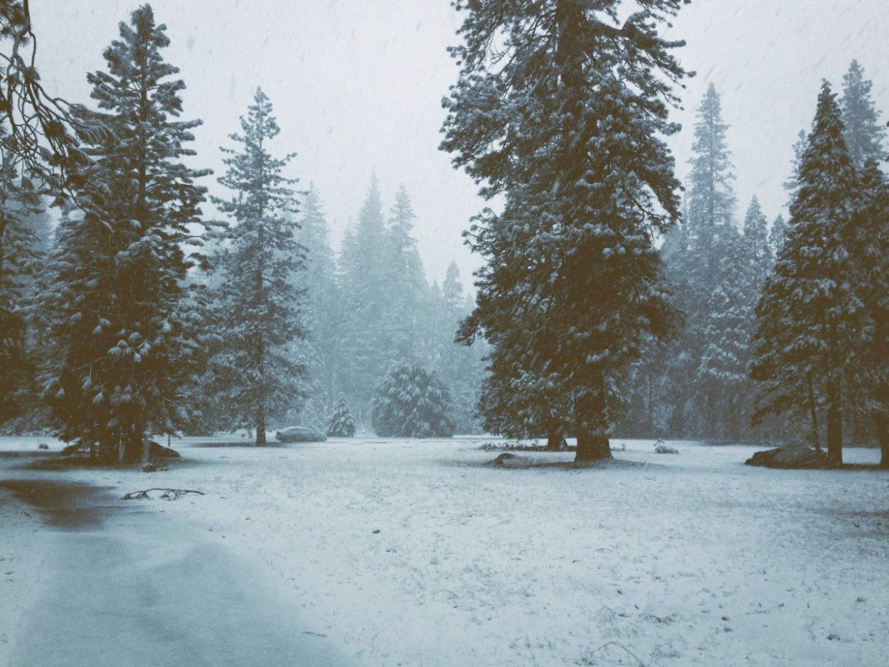 Эстетика зимнего леса