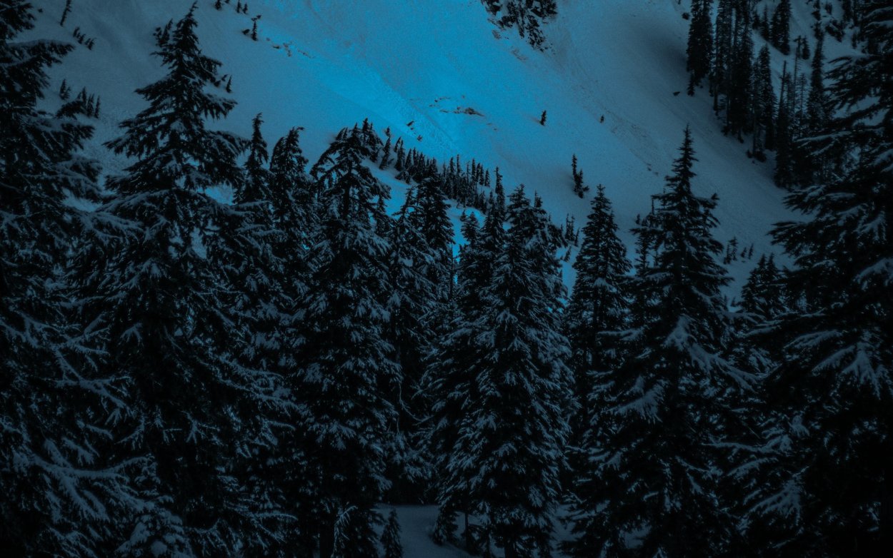 Лес зимой ночью