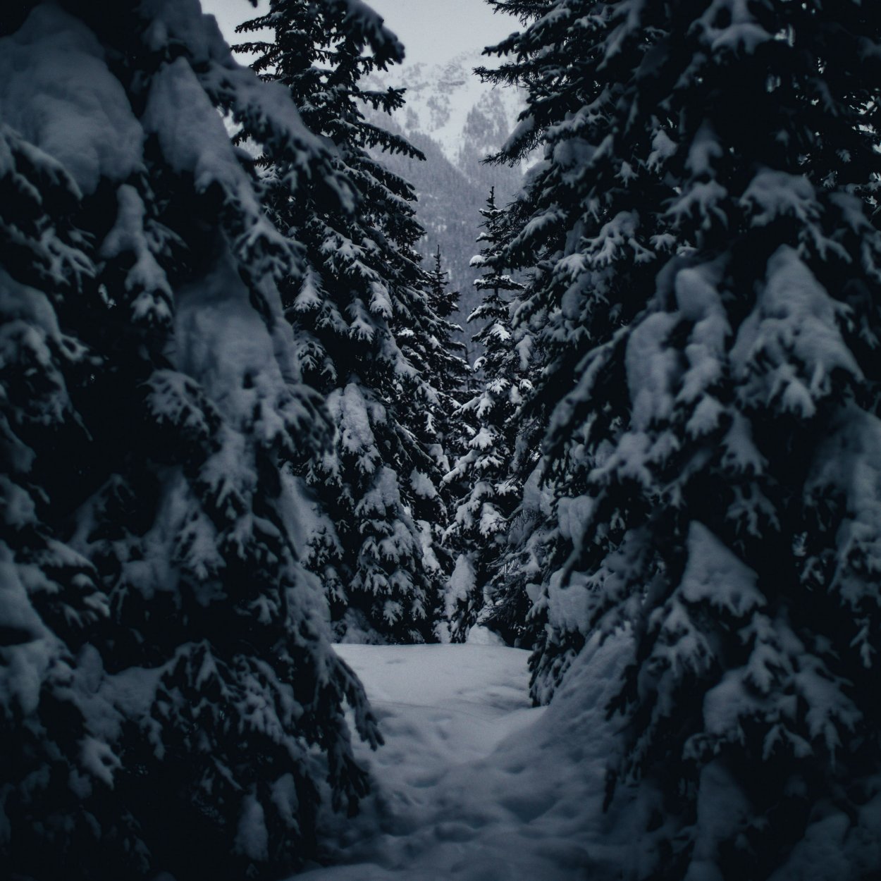 Зимний лес обои