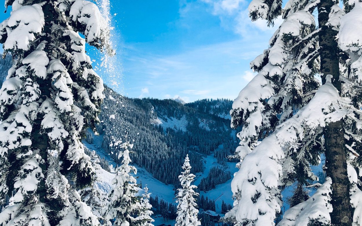 Елка в снегу