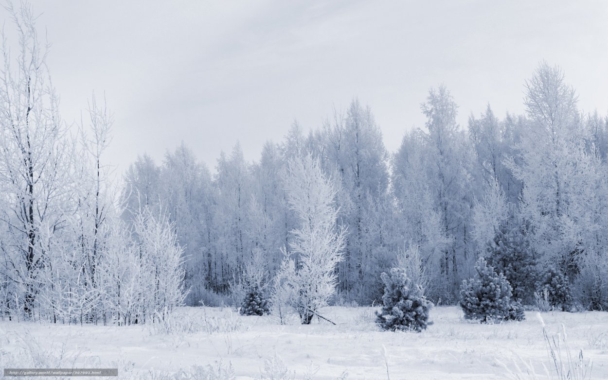 Зимний лес панорама