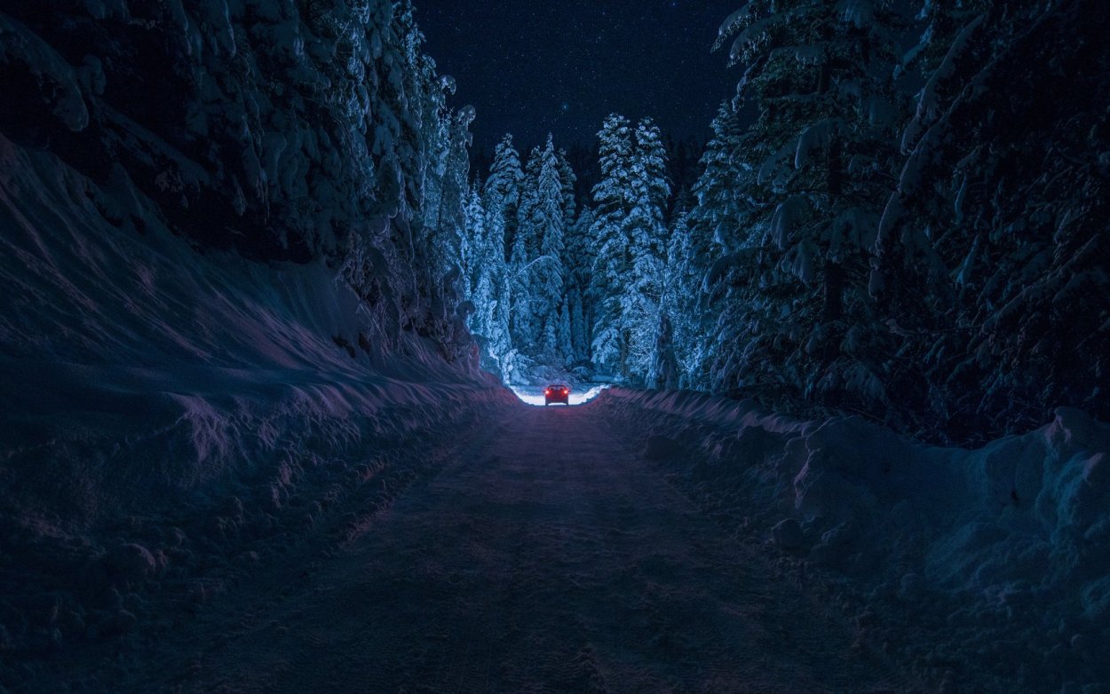 Ночной зимний лес