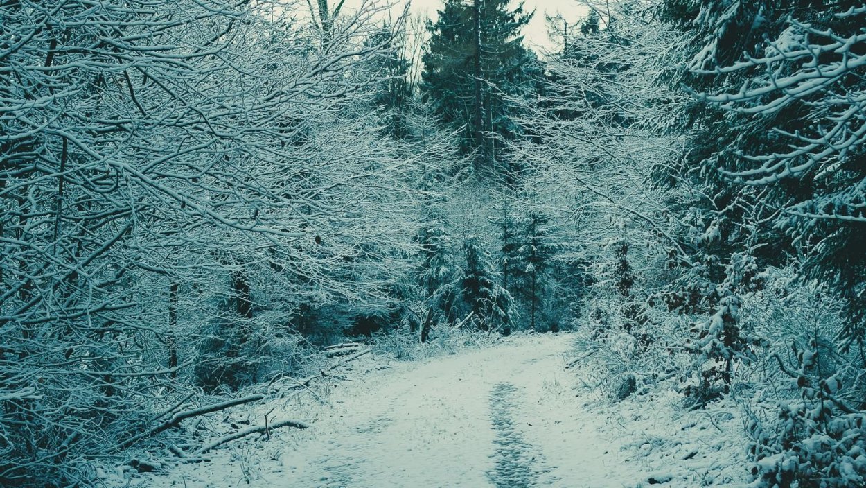 Заснеженный лес