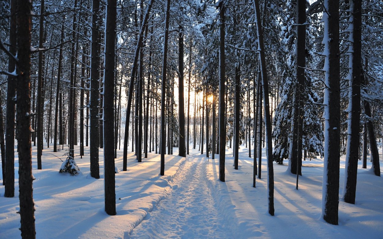 Фон зимний лес