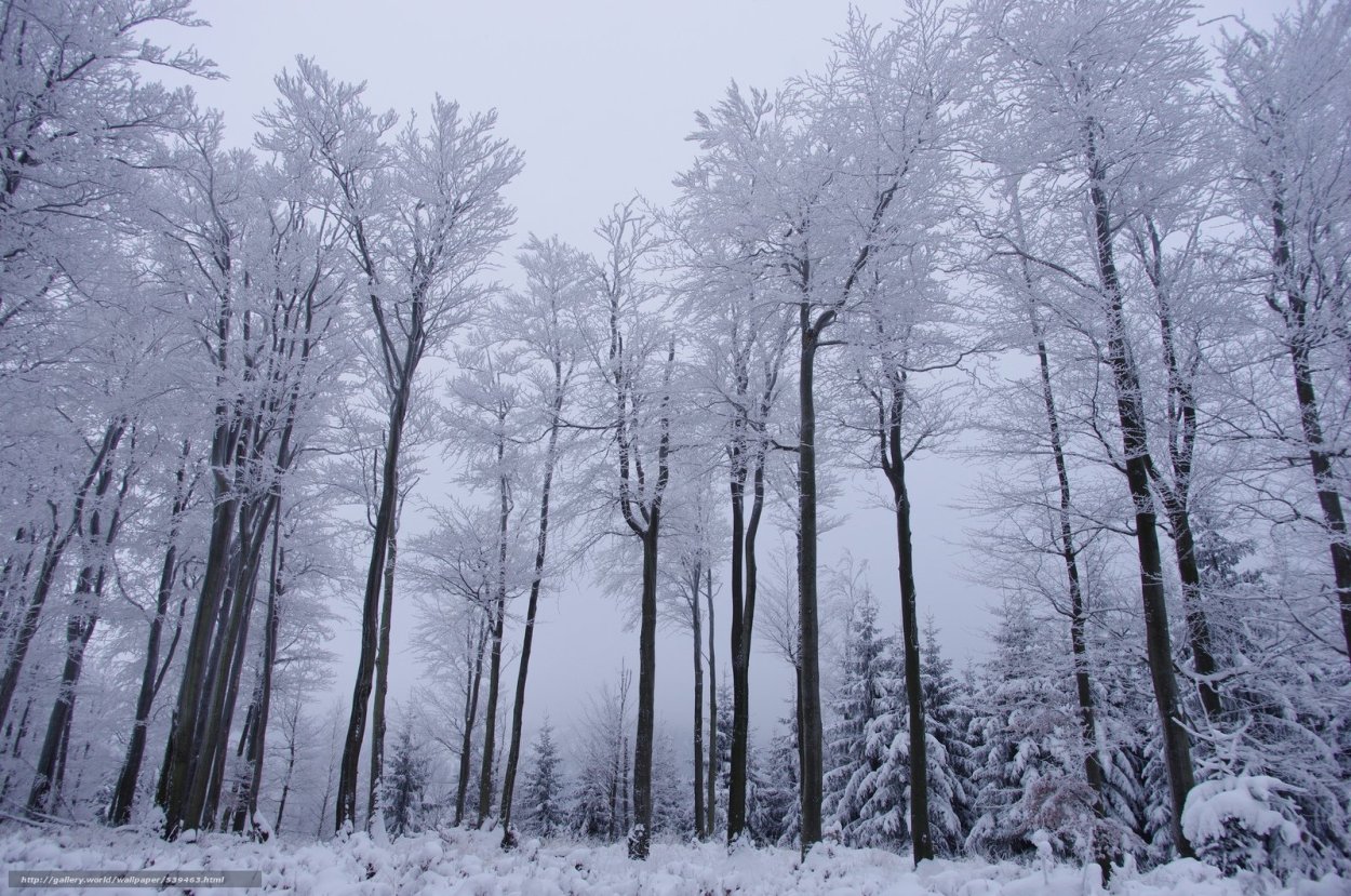 Деревья в зимнем лесу
