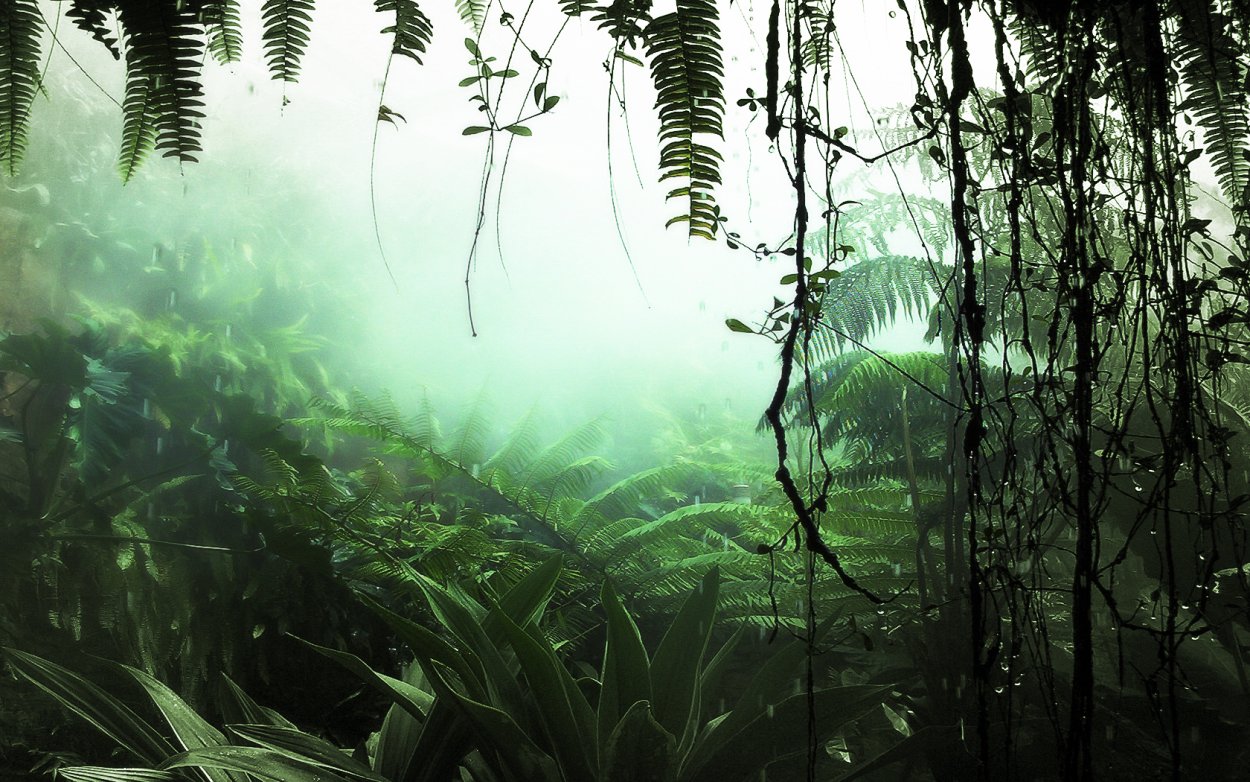 Амазонский дождевой лес