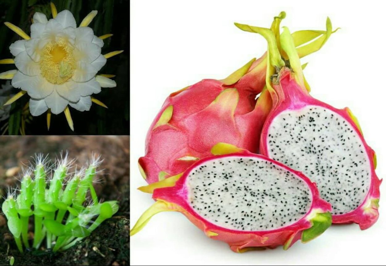 Голубая питахайя