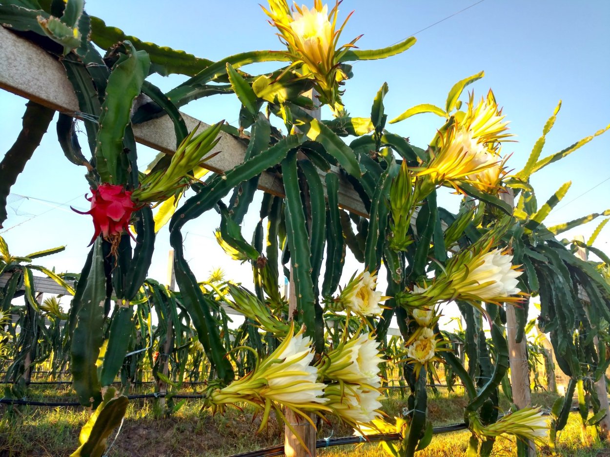 Цветок сердце дракона питахайя