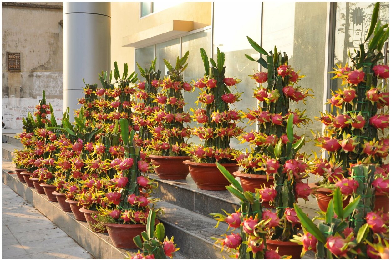 Драгон Фрут калибрахоа Драгонфрут