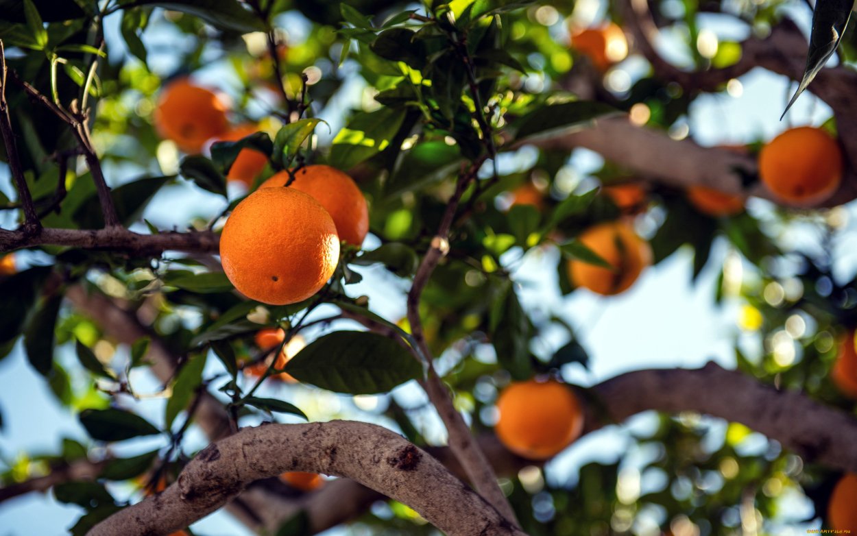 Померанец плод и дерево