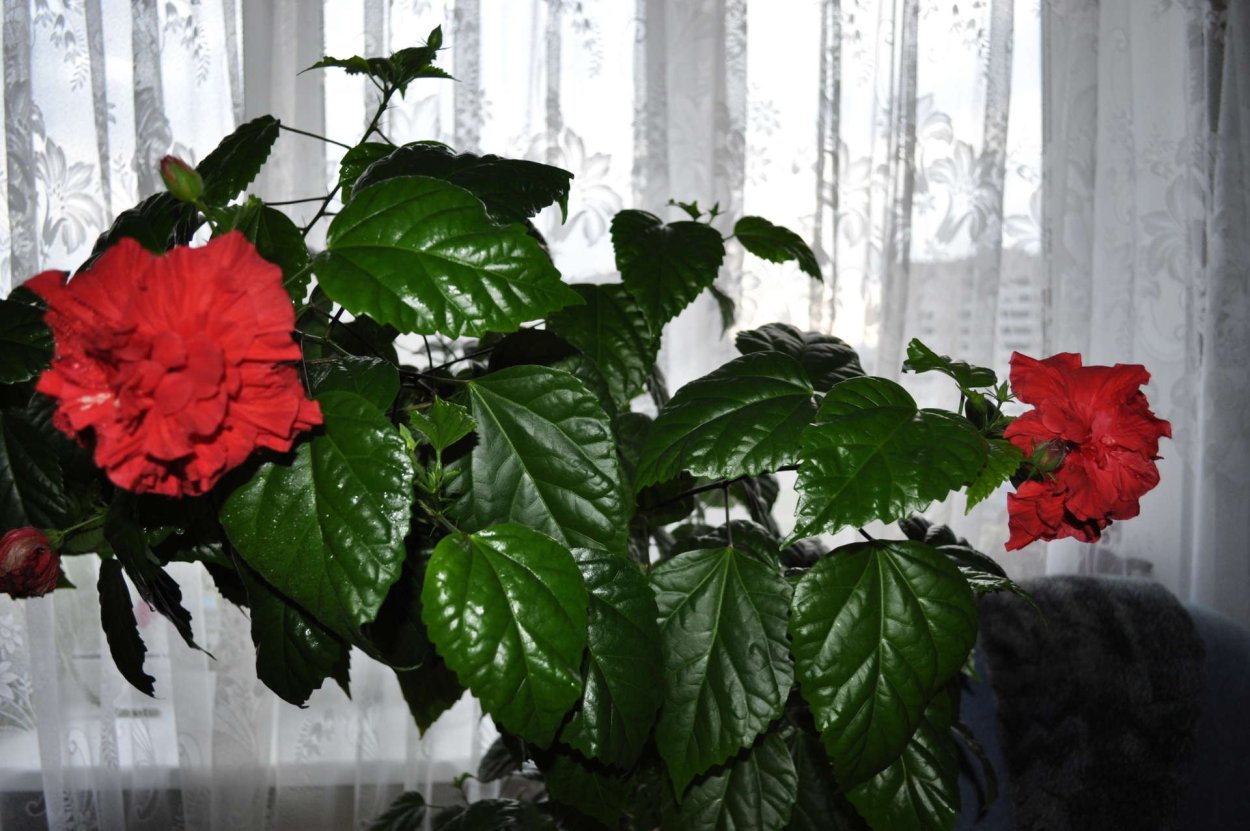 Гибискус китайский Розан