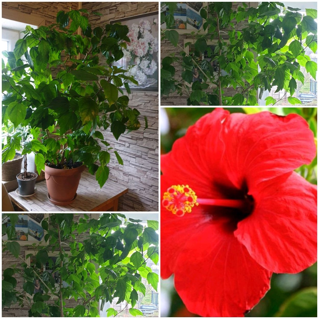 Гибискус комнатный цветок