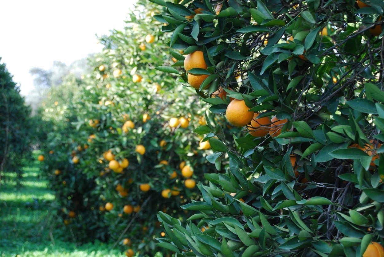 Абхазия Мандариновая роща