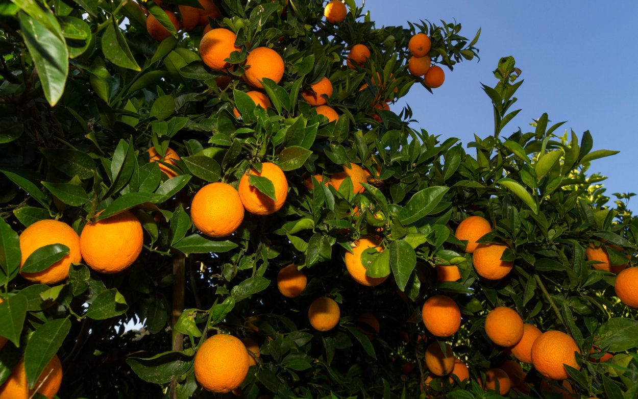 Мандариновый сад Абхазия