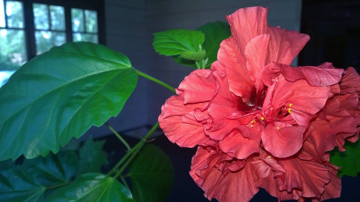 Гибискус китайская роза