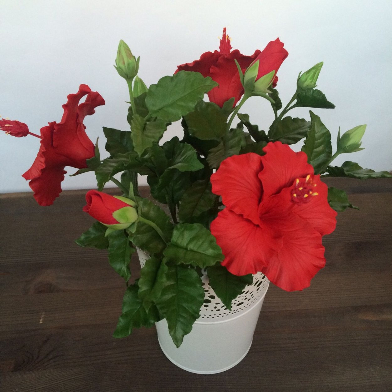 Гибискус китайский Розан